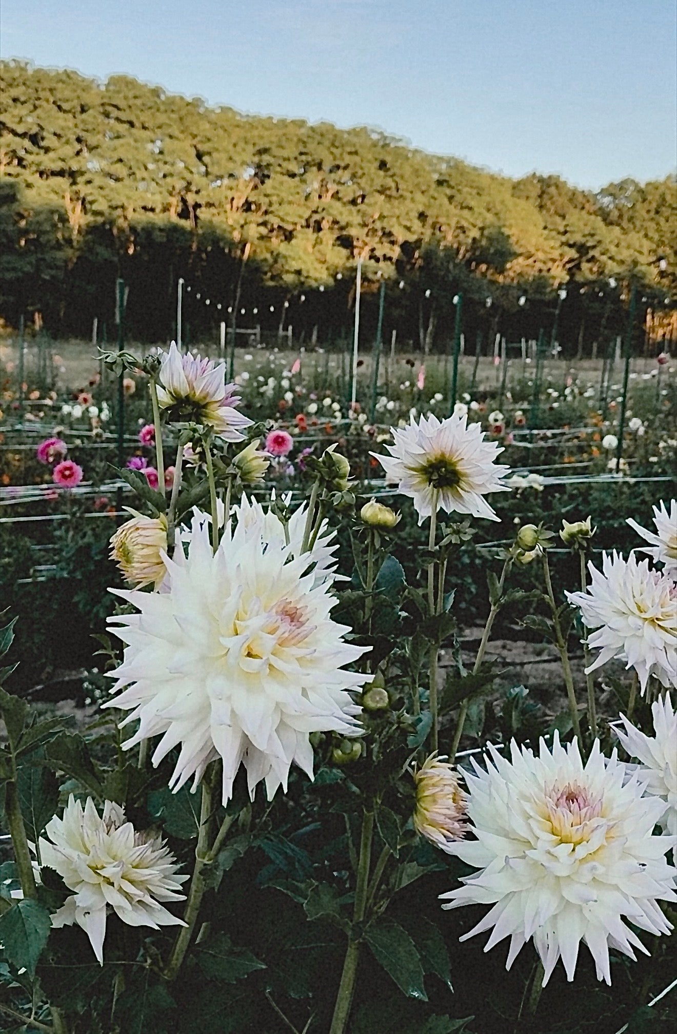 White flowers in a field with a scenic background of trees and clear sky.