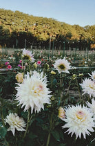 White flowers in a field with a scenic background of trees and clear sky.