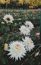White dahlias in a garden with blurred background