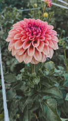 Pink flower with green leaves in the background
