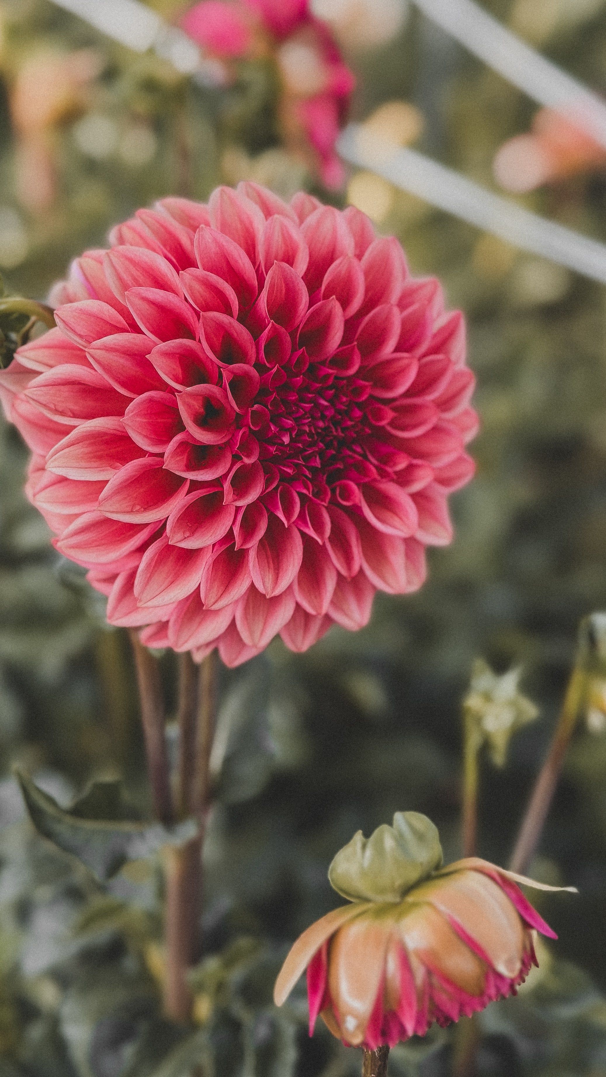 Close-up of a pink flower with a blurred background
