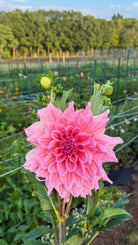 Pink flower in a field with greenery and a fence in the background