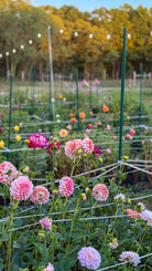 Garden with pink and white flowers under a clear blue sky