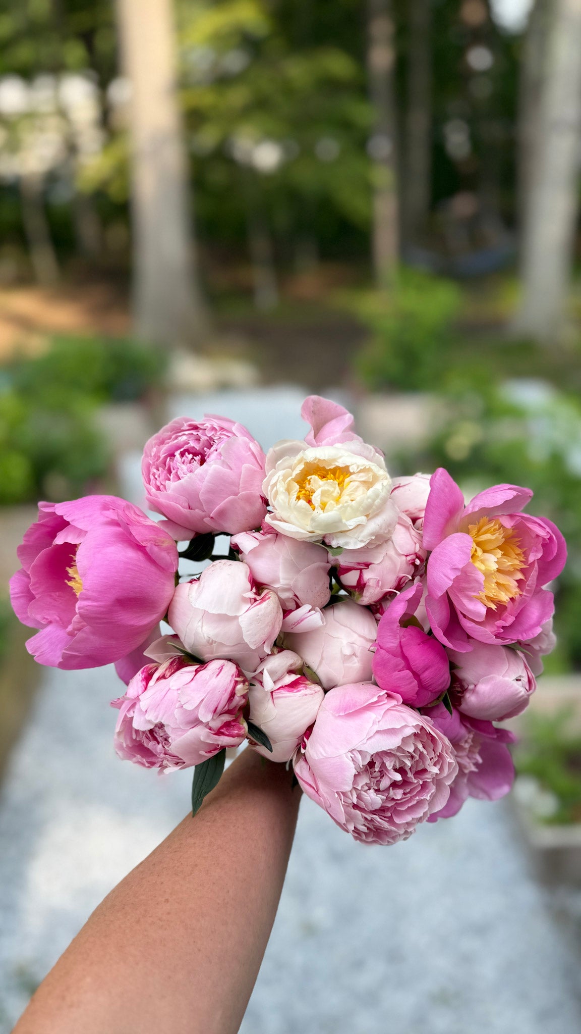 Bouquet of fox cottage farm pink and white peonies held by a shannon in her garden