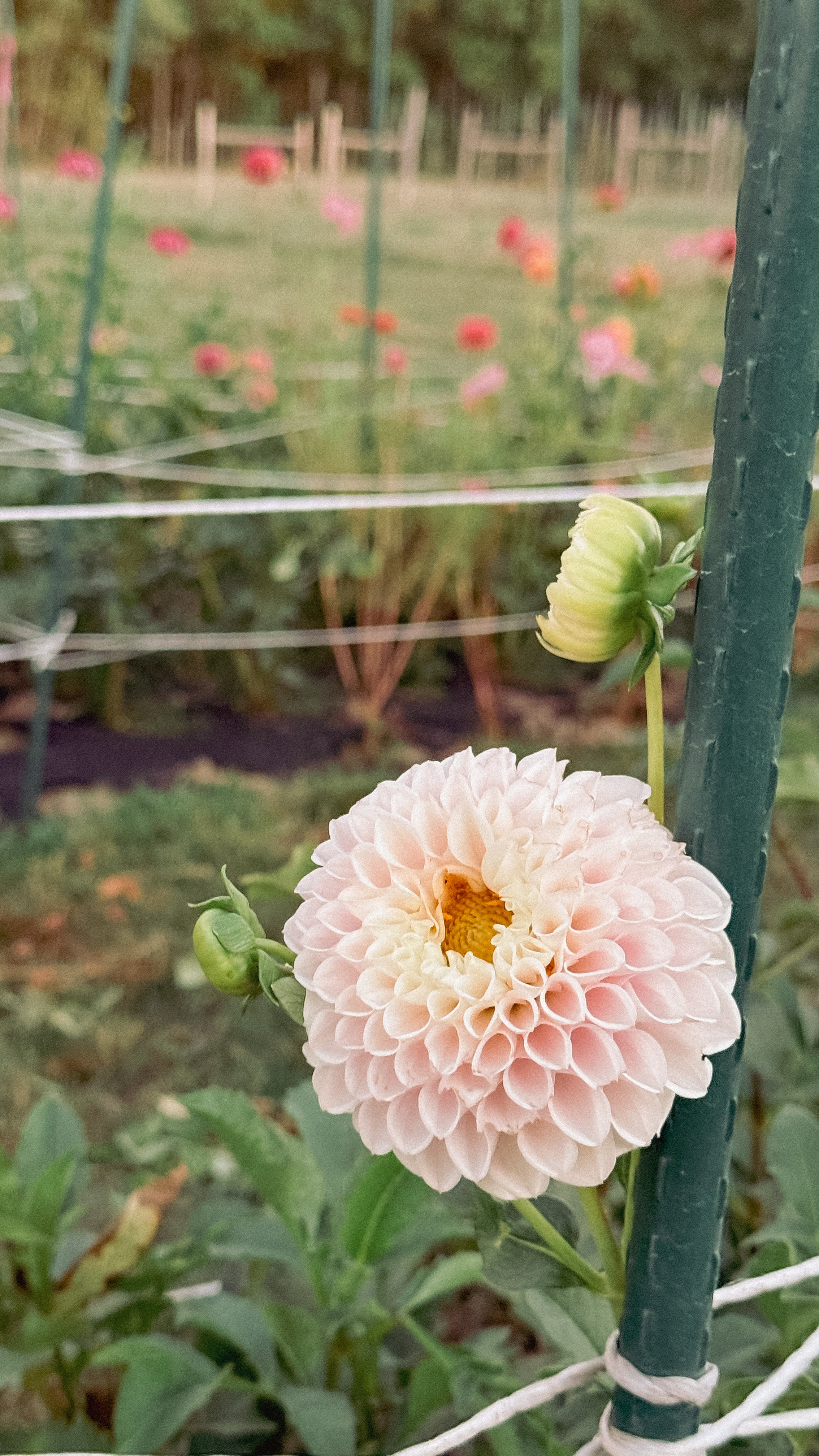 Pink flower with a green garden in the background