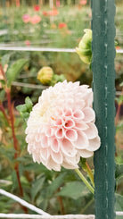 Pink flower in a garden setting with greenery