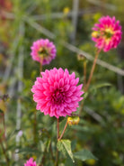 Pink dahlia flowers with a blurred green background