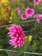 Close-up of a bright pink flower with a blurred garden background