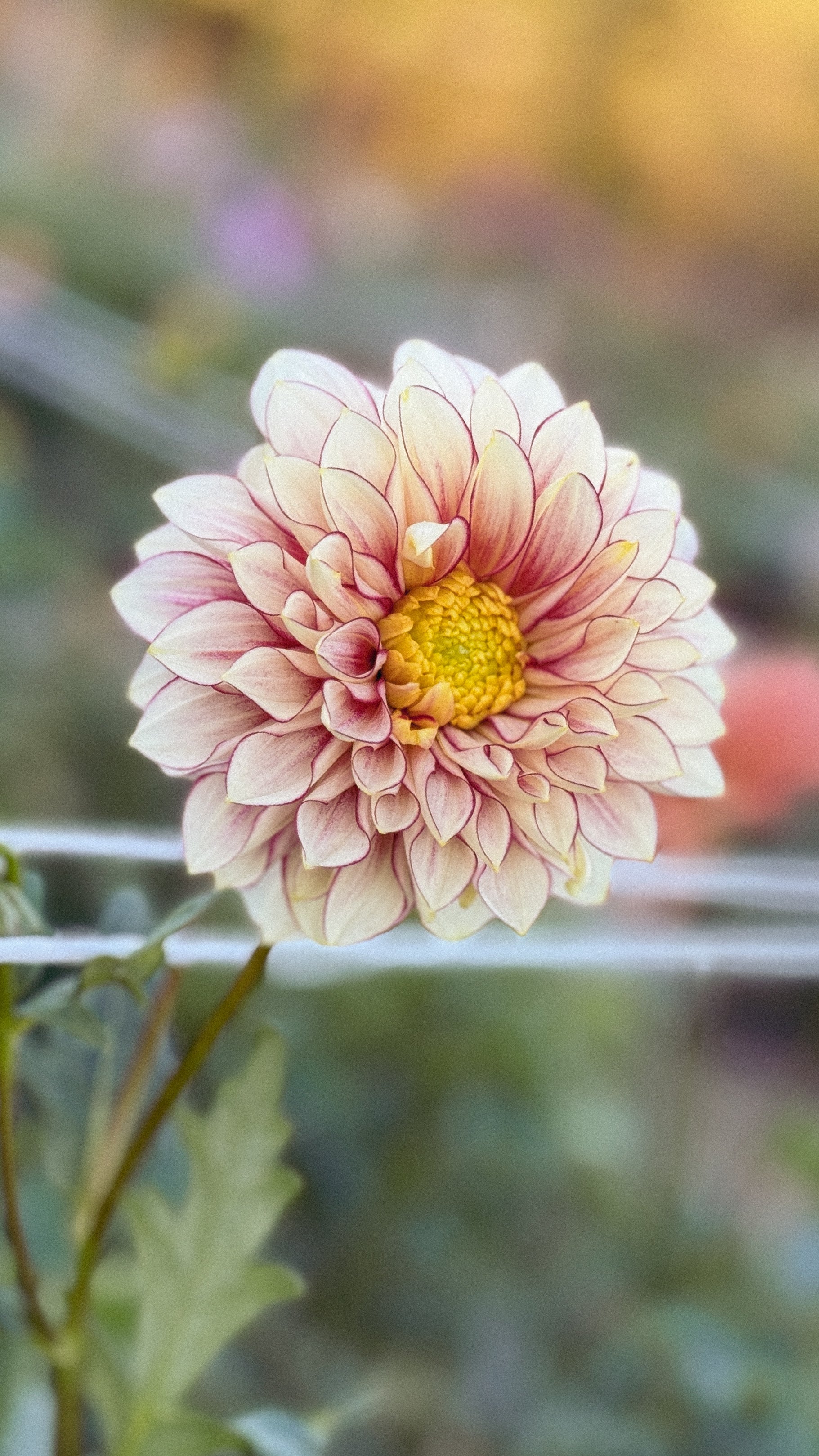 Close-up of a pink flower with a blurred natural background