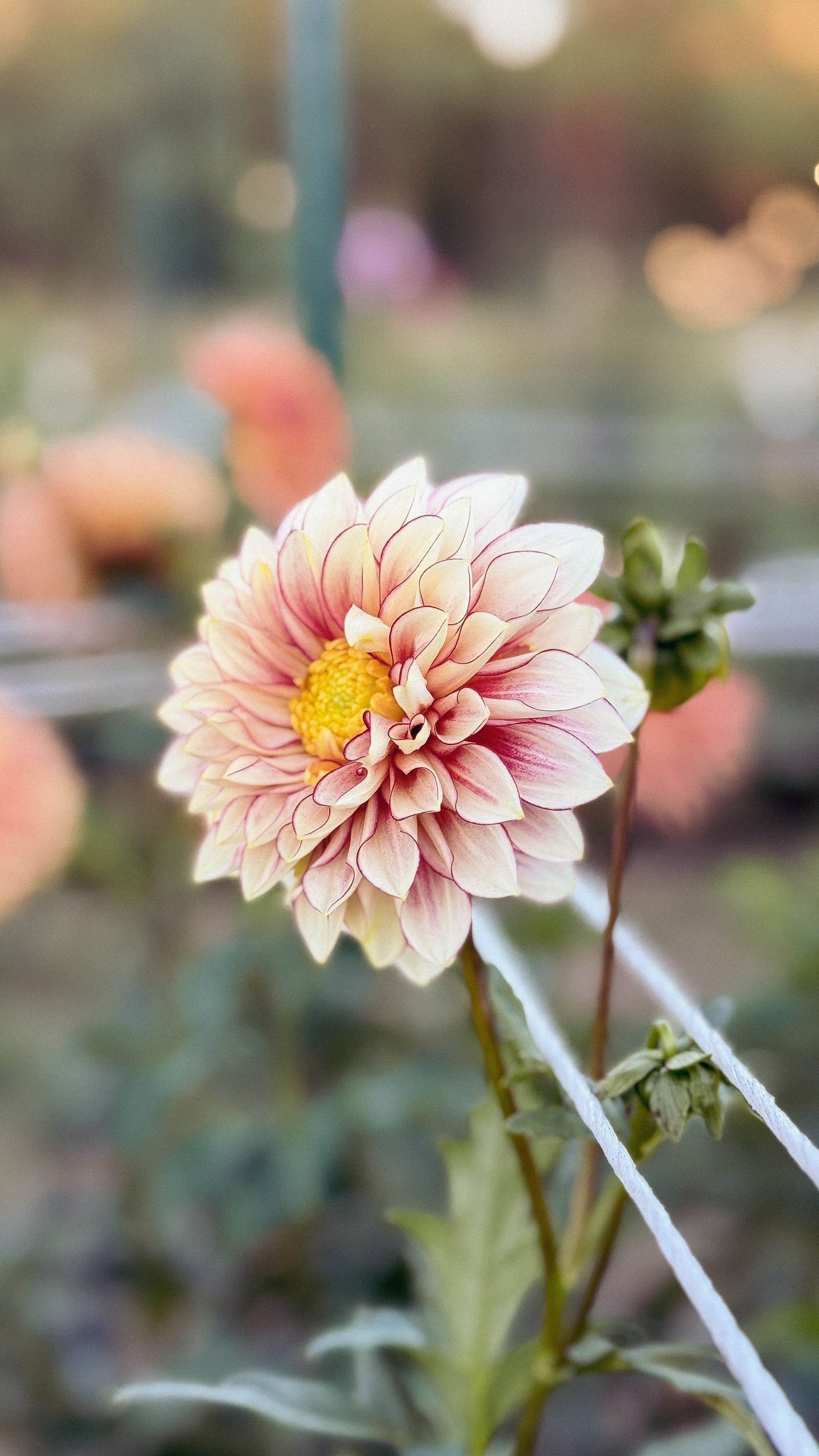 Pink flower with a blurred background