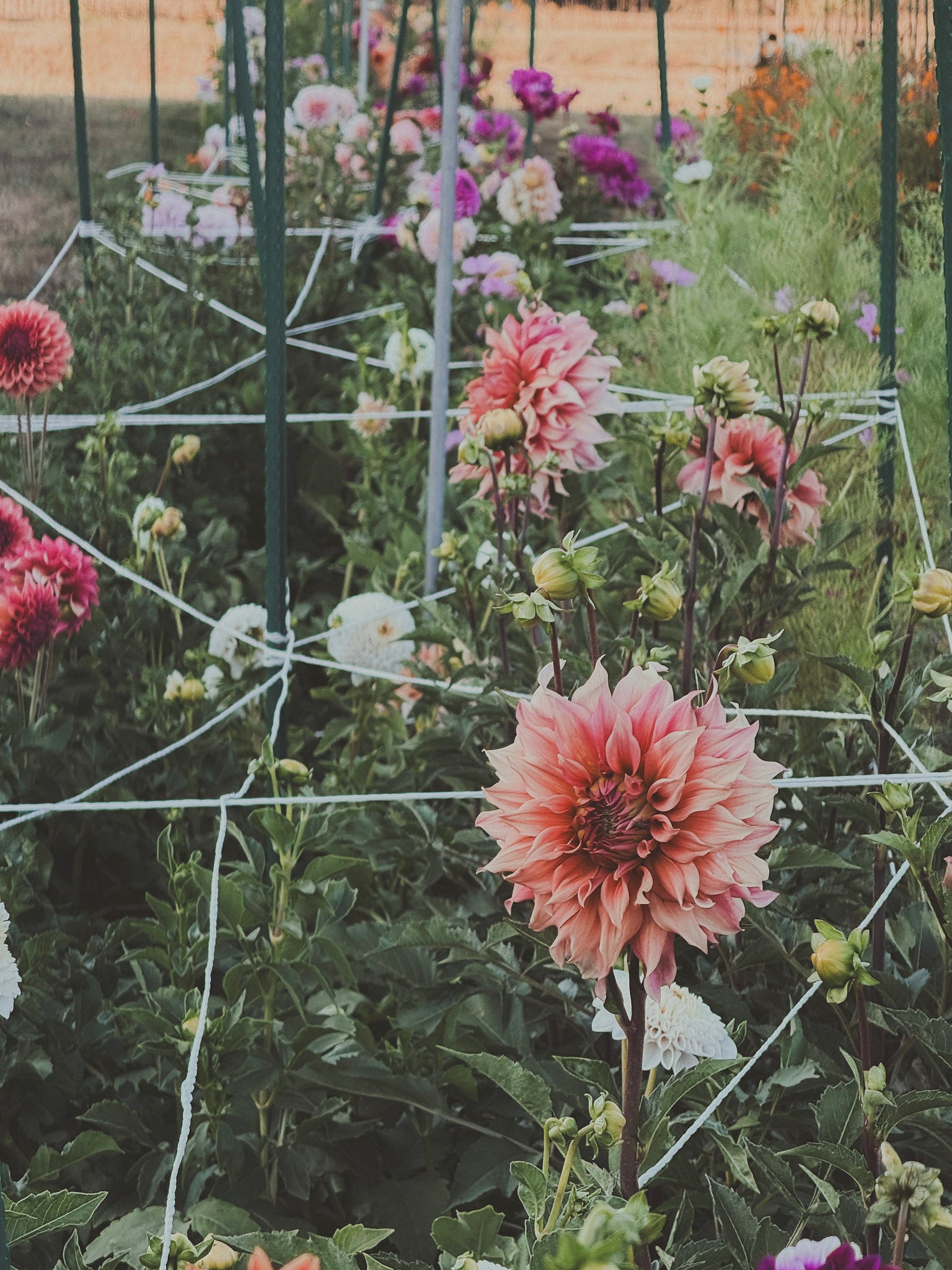 flower field with pink and white dahlias growing in a structured garden bed.