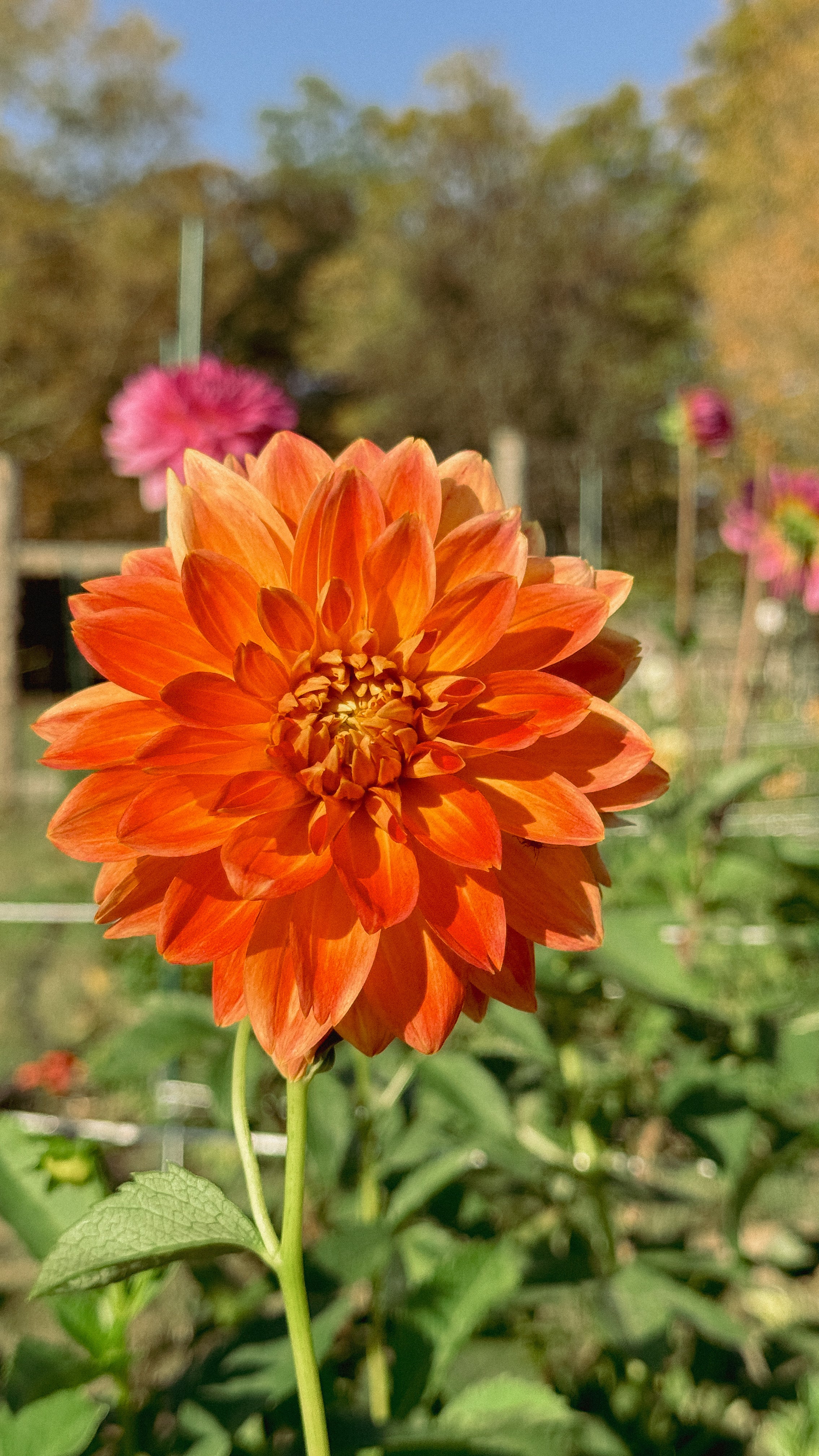 Orange dahlia flower in a garden with blurred background