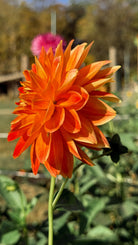 Orange dahlia flower with blurred green and pink background