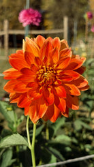 Orange dahlia flower with a blurred garden background