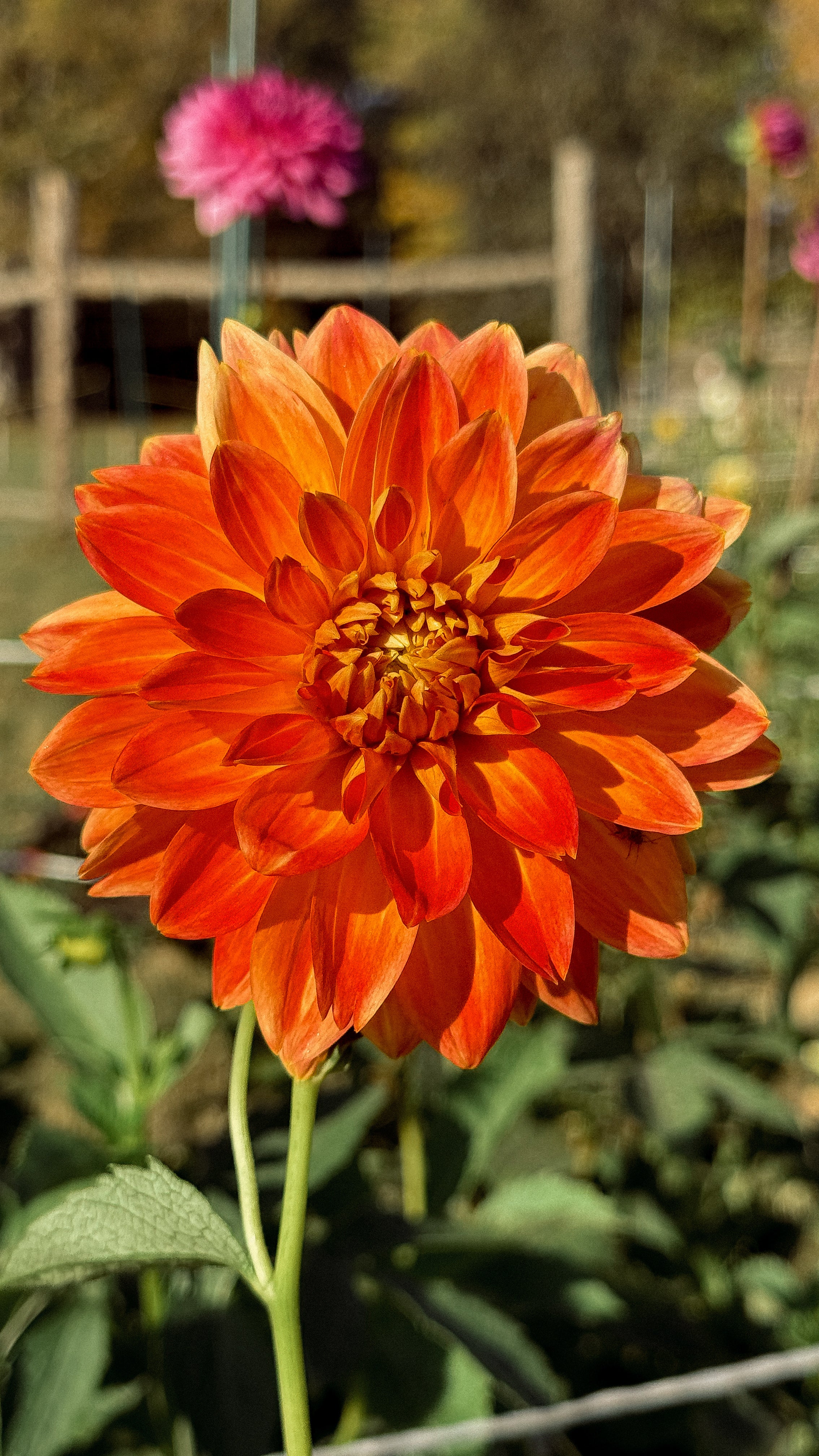 Orange dahlia flower with a blurred garden background