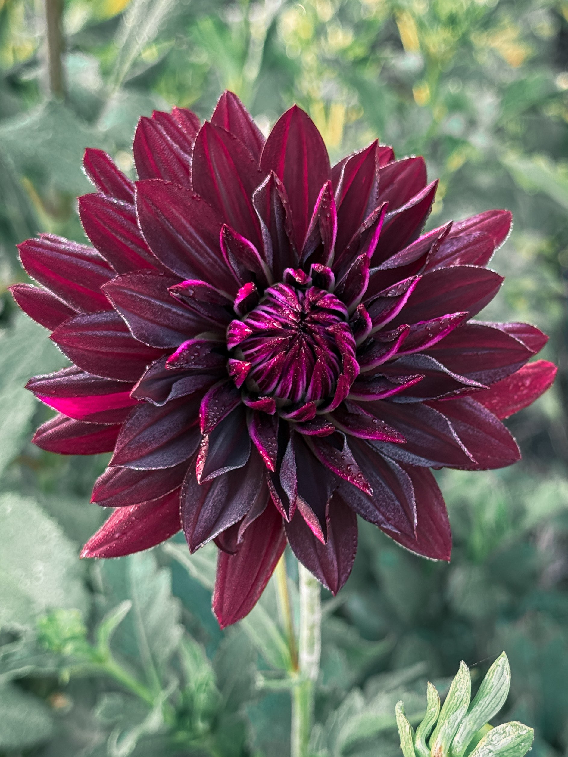 Close-up of a deep purple flower with a blurred green background