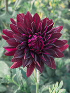 Close-up of a deep purple flower with a blurred green background