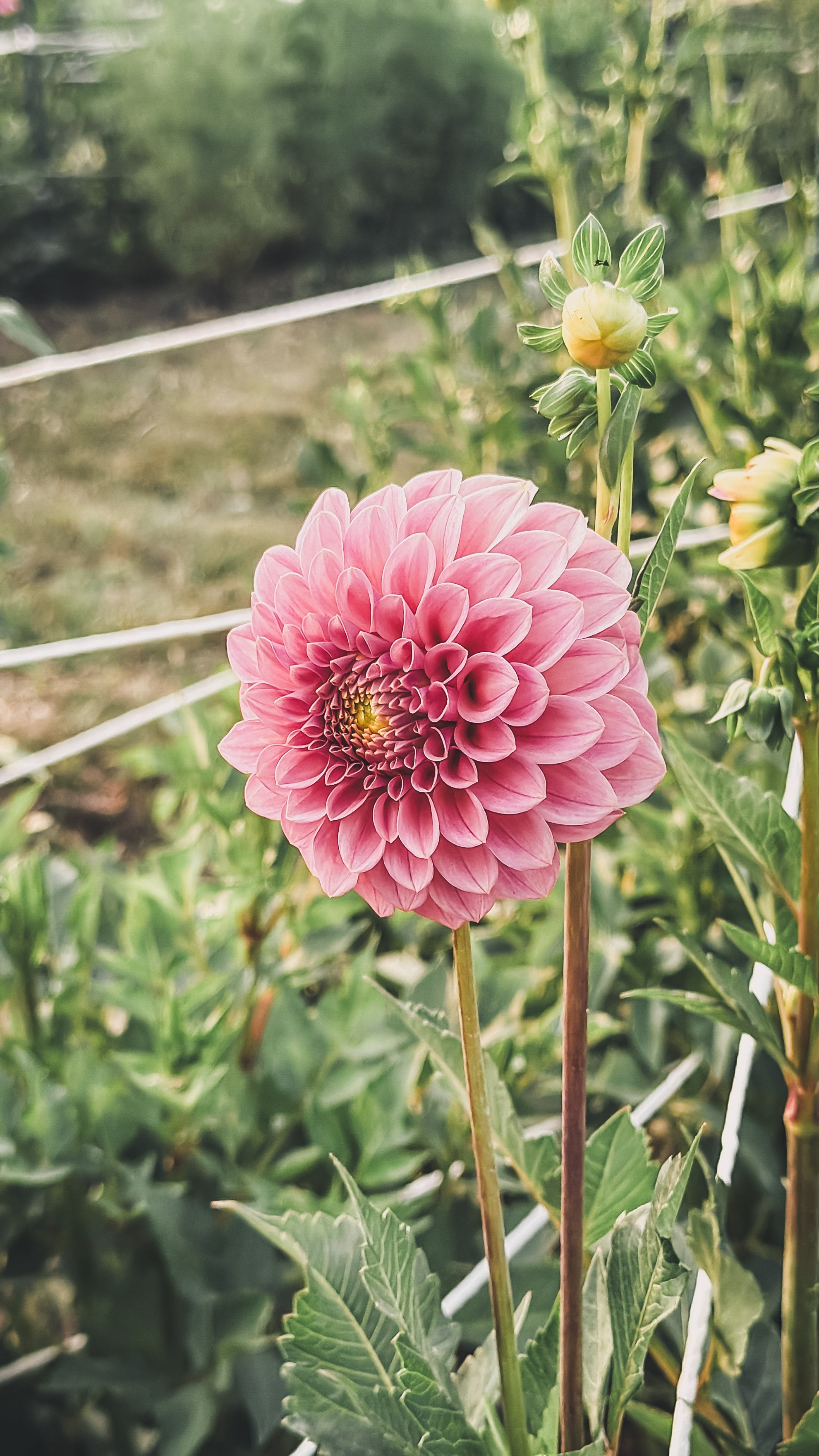 Pink flower with green leaves and stems in a garden setting
