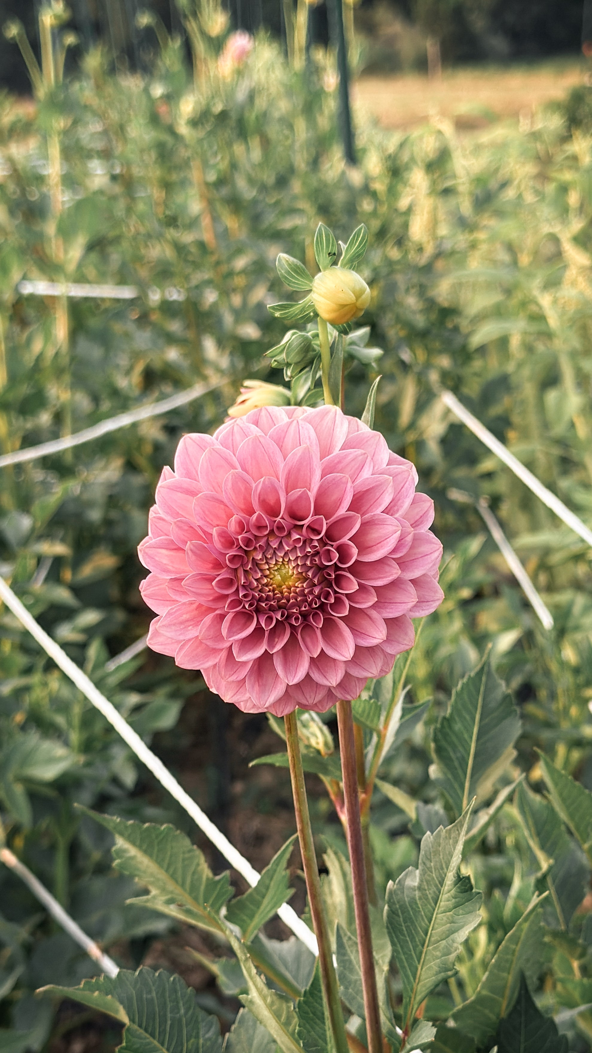 Pink flower with green leaves and stems in a natural setting