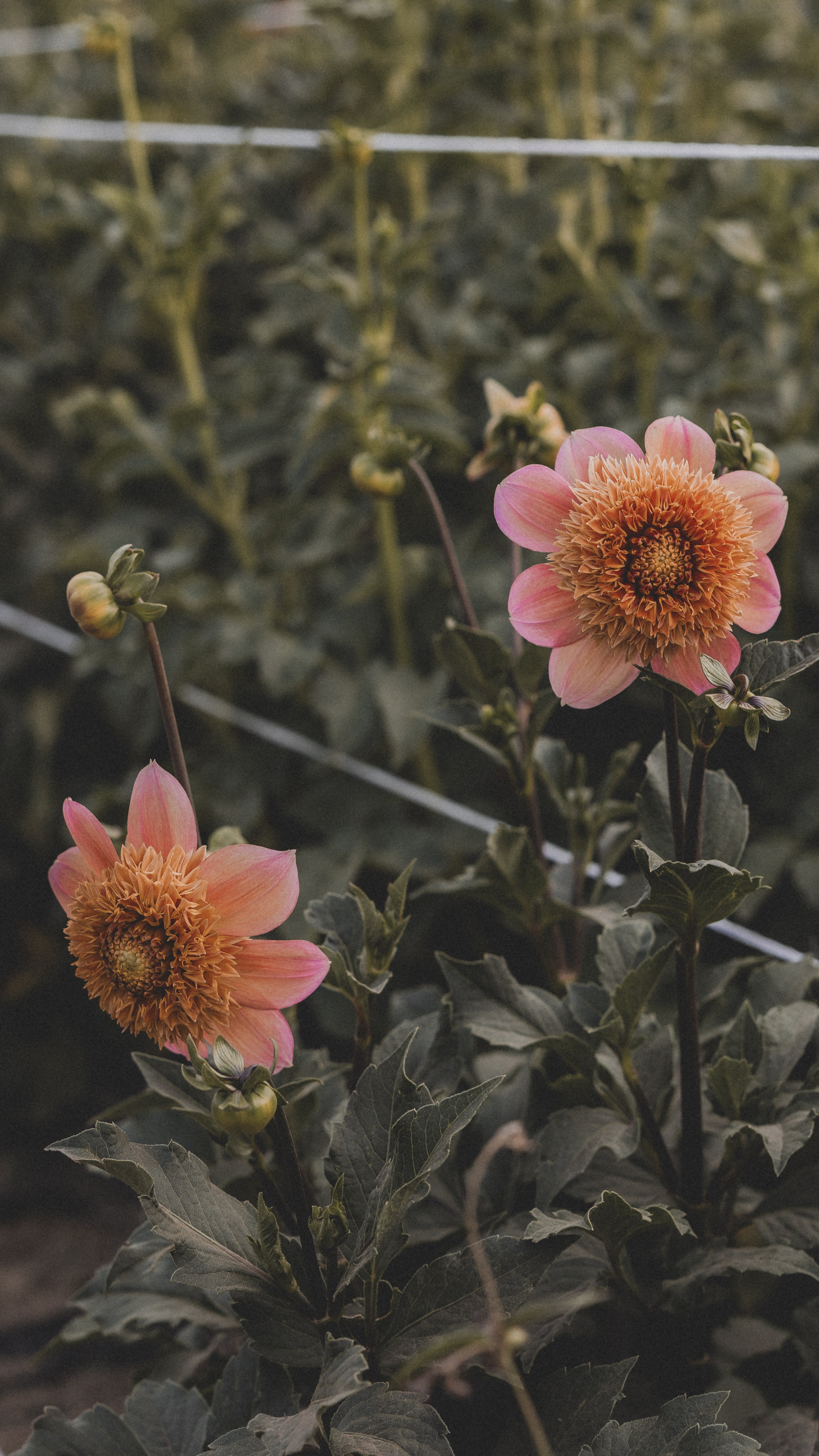 Two pink flowers with orange centers on a blurred green background