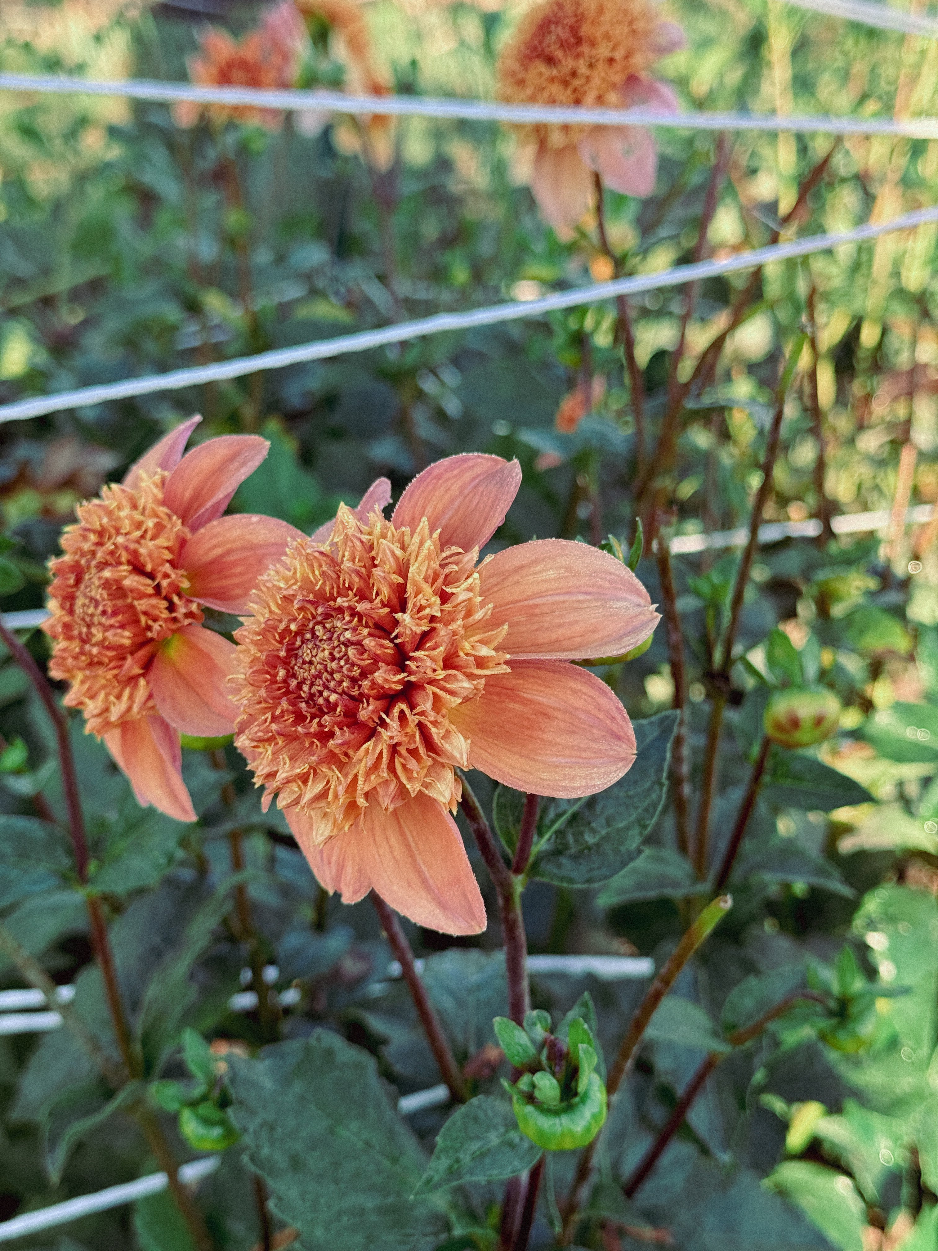 Two peach-colored flowers with green leaves in a garden setting.