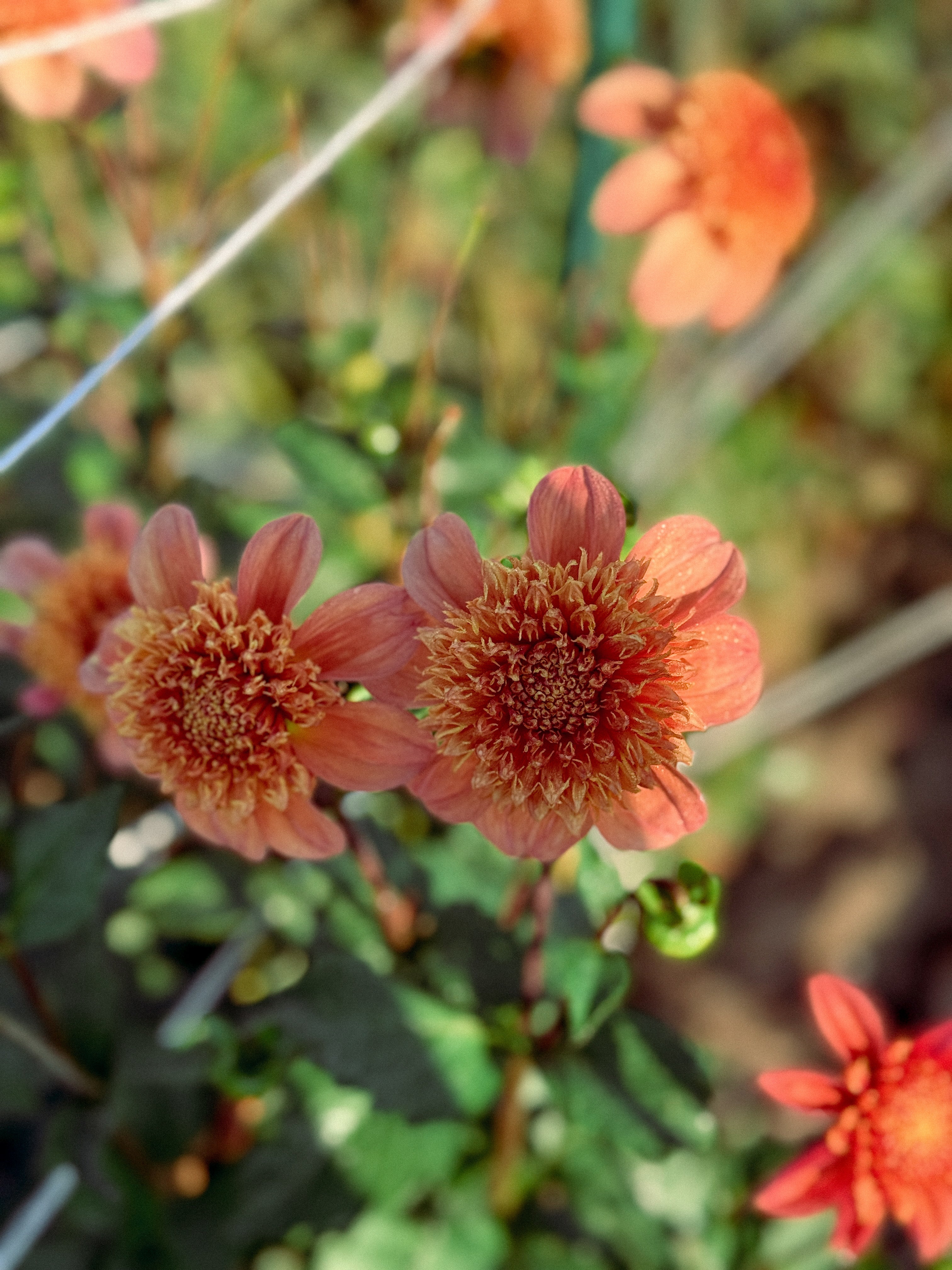 Close-up of orange flowers with green leaves in the background
