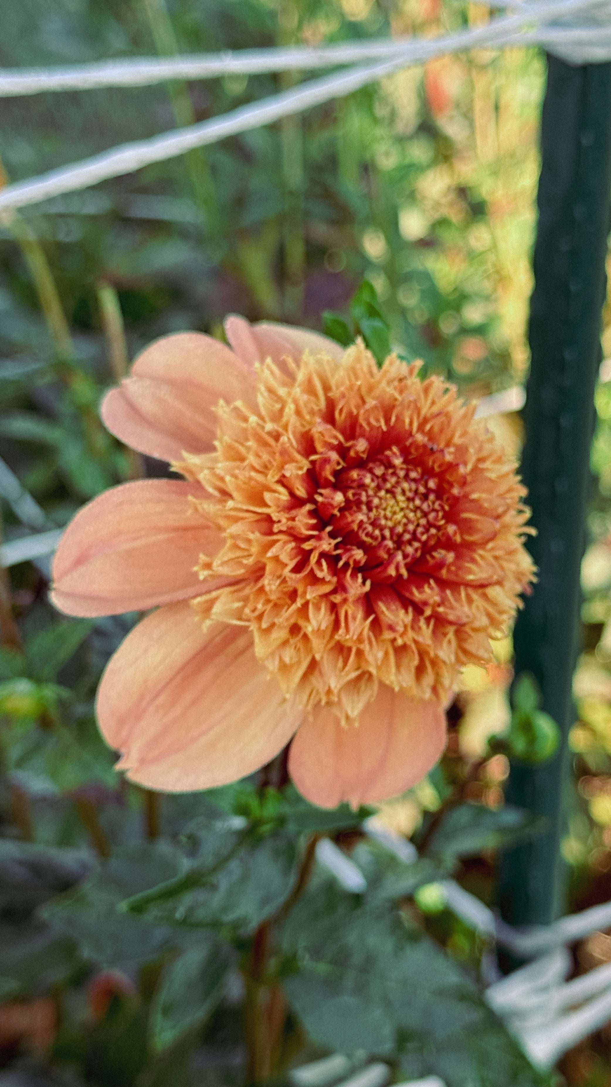 Orange flower with a blurred background