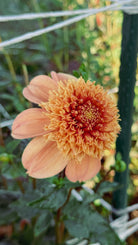 Orange flower with a blurred background