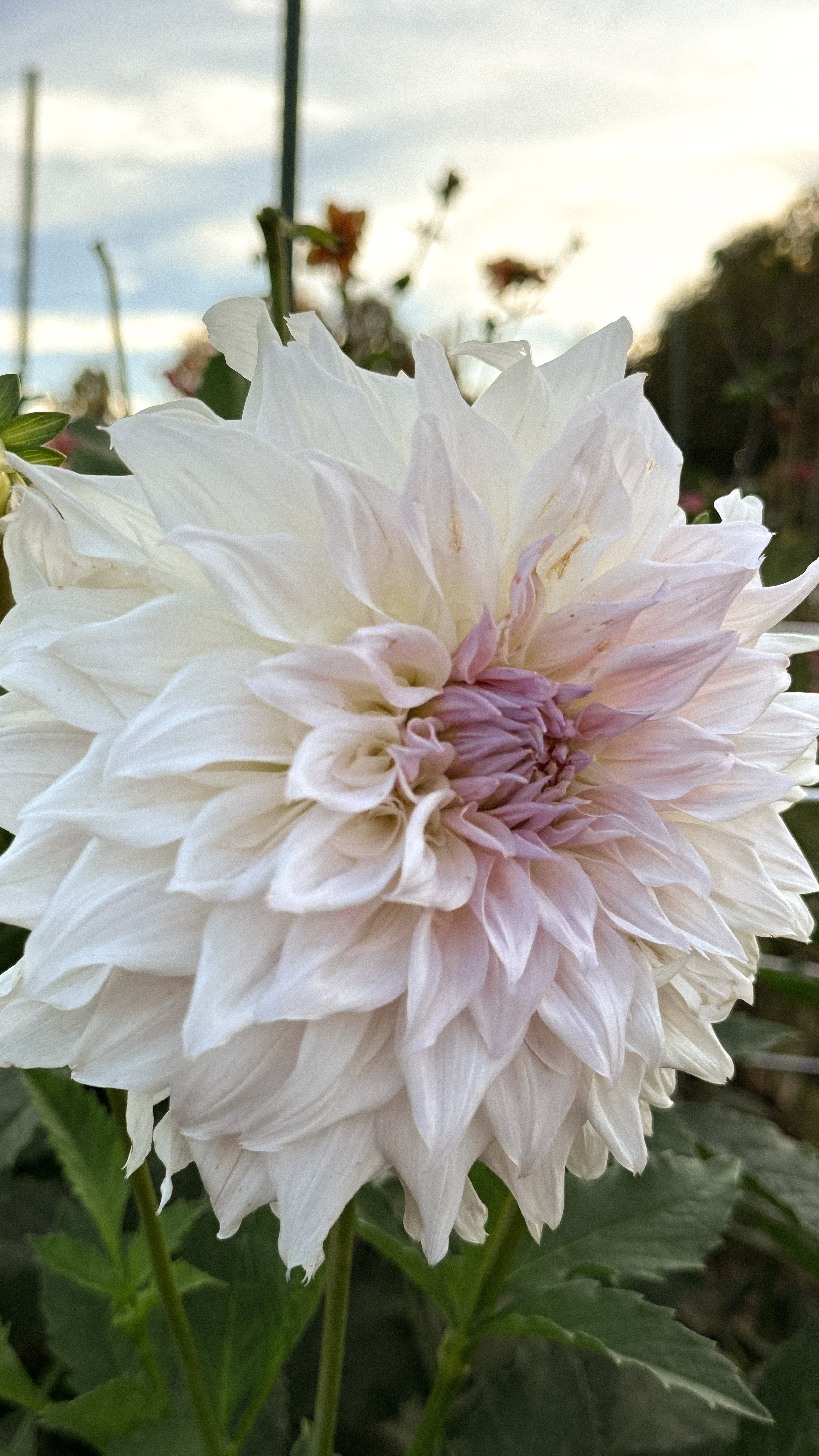 Close-up of a large white flower with a soft focus background
