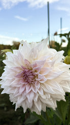 Large white flower with a soft pink center against a blurred natural background
