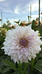 Large white flower with a soft purple center in a garden setting