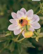 Close-up of a bee on a white flower with a blurred green background