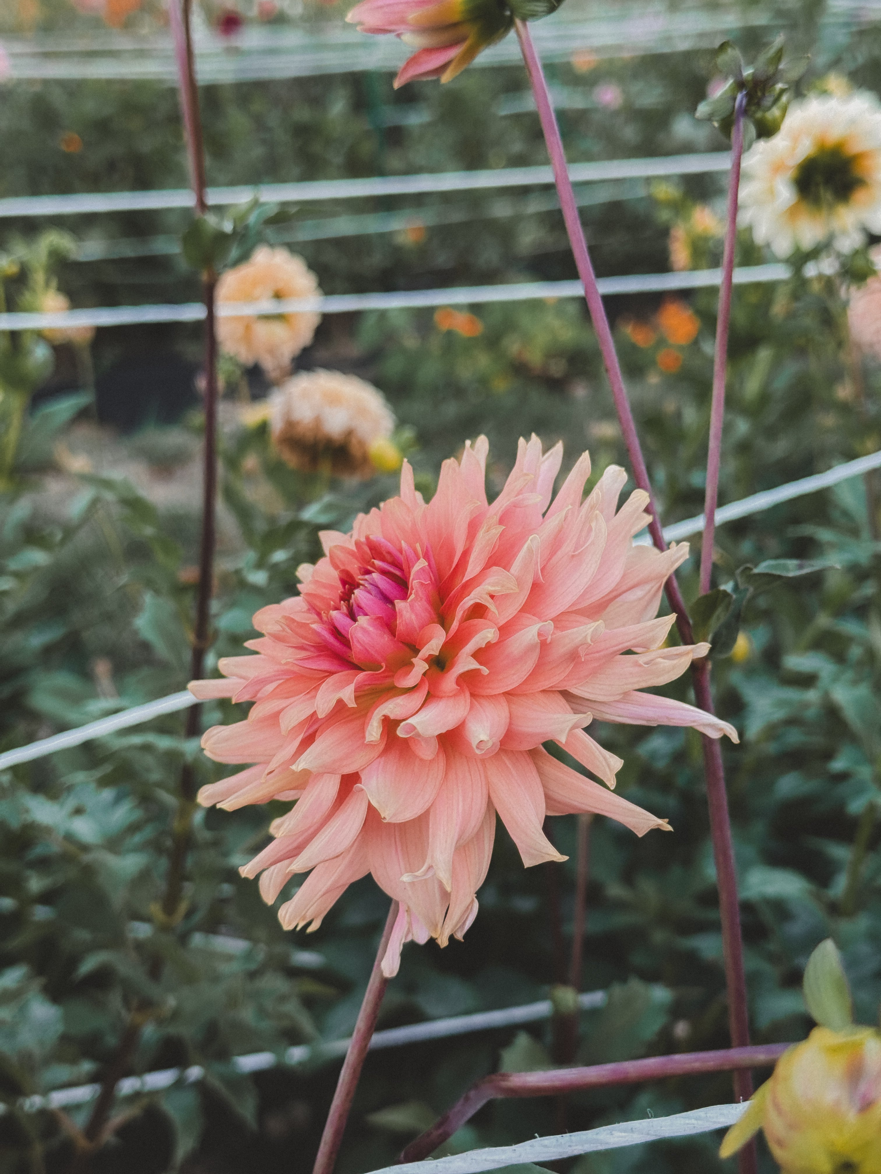 Close-up of a pink flower with a blurred garden background