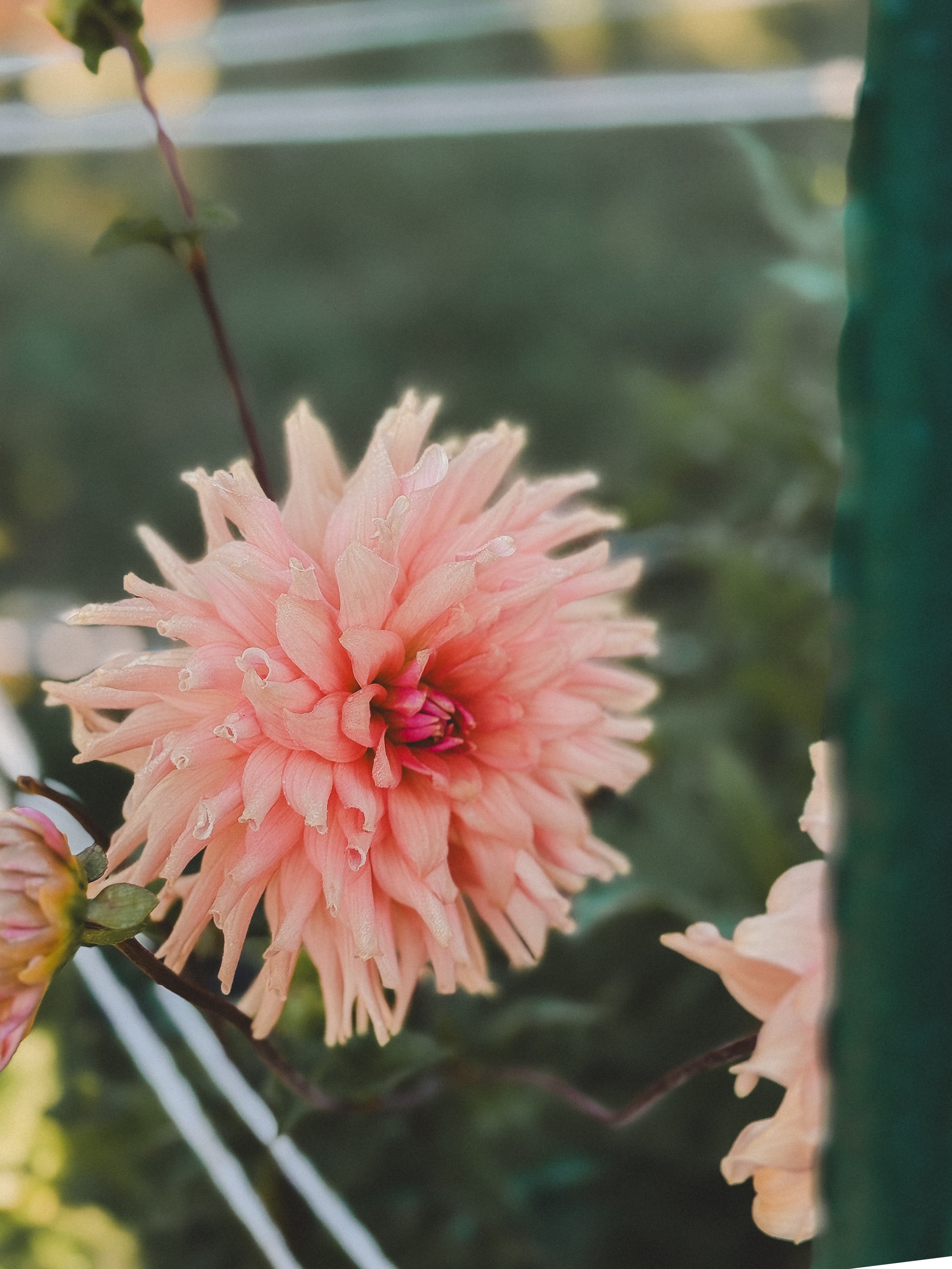 Pink flower with a blurred green background