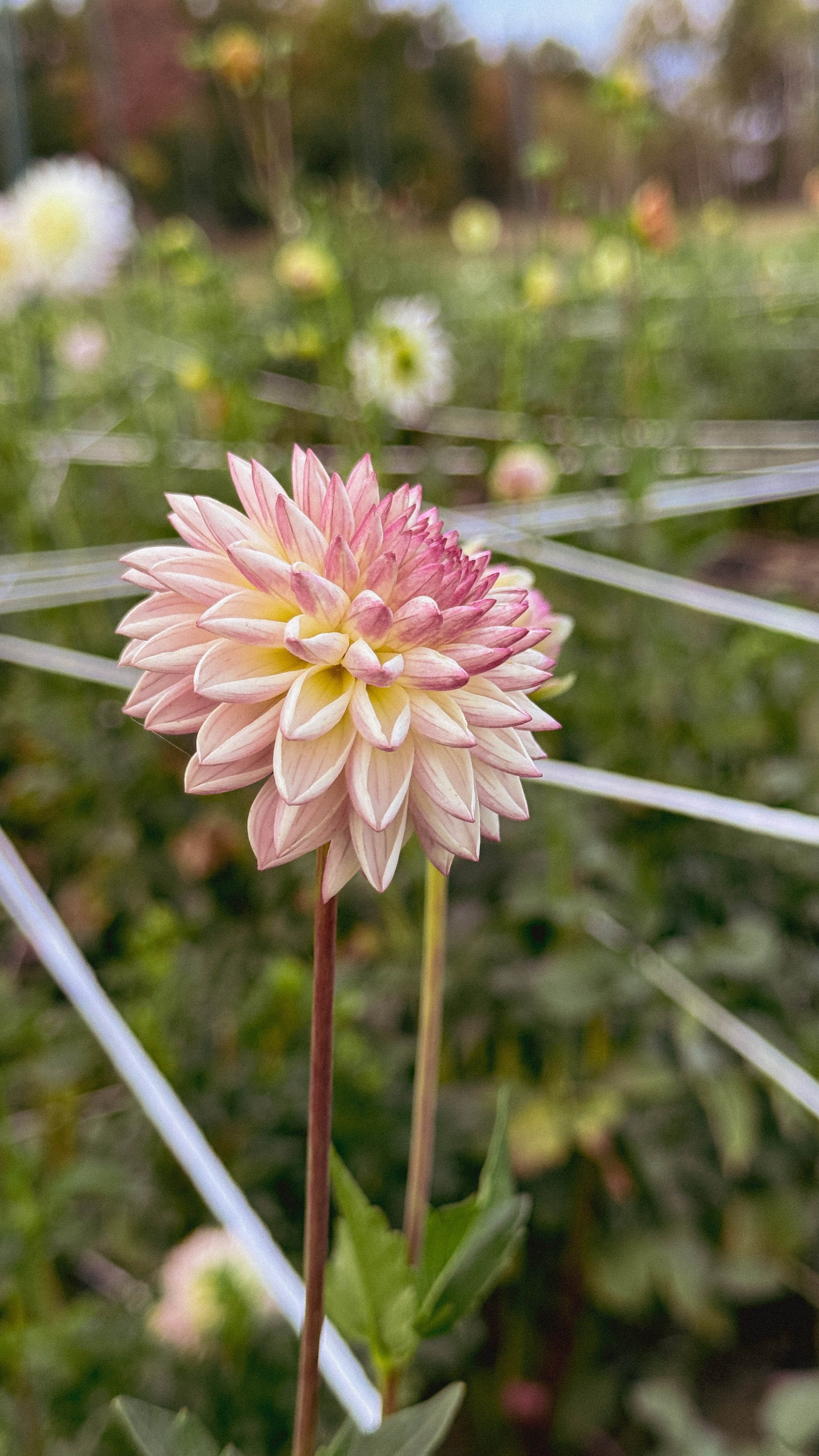 Pink flower with a blurred garden background