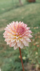 Pink flower with a blurred green background