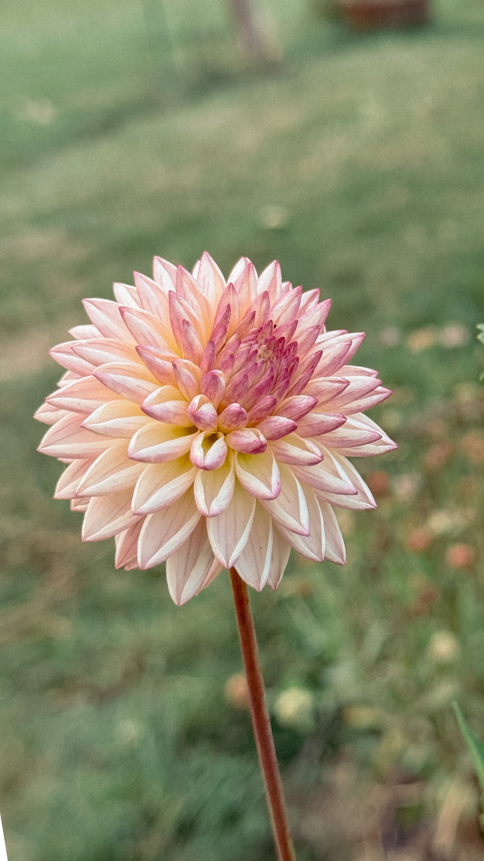Pink flower with a blurred green background
