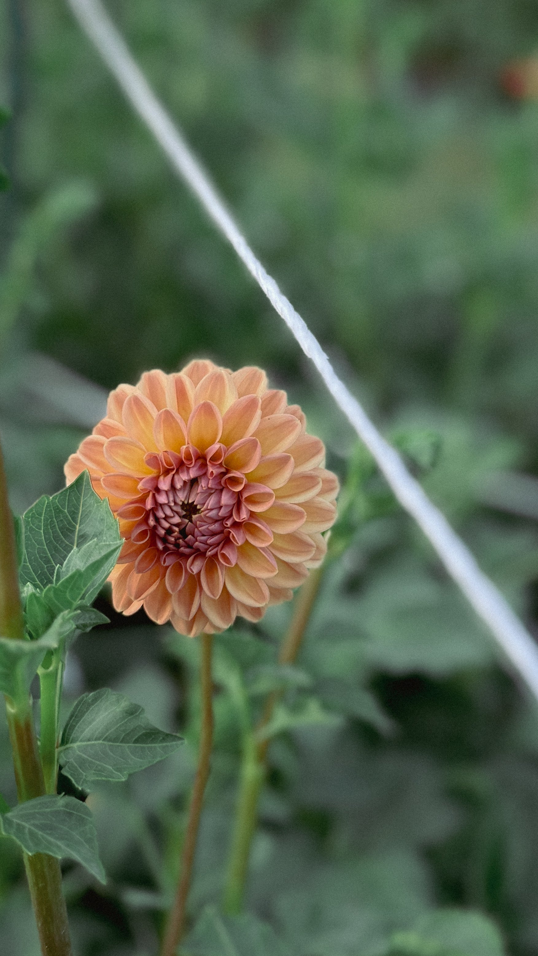 Single peach-colored flower with green leaves on a blurred natural background