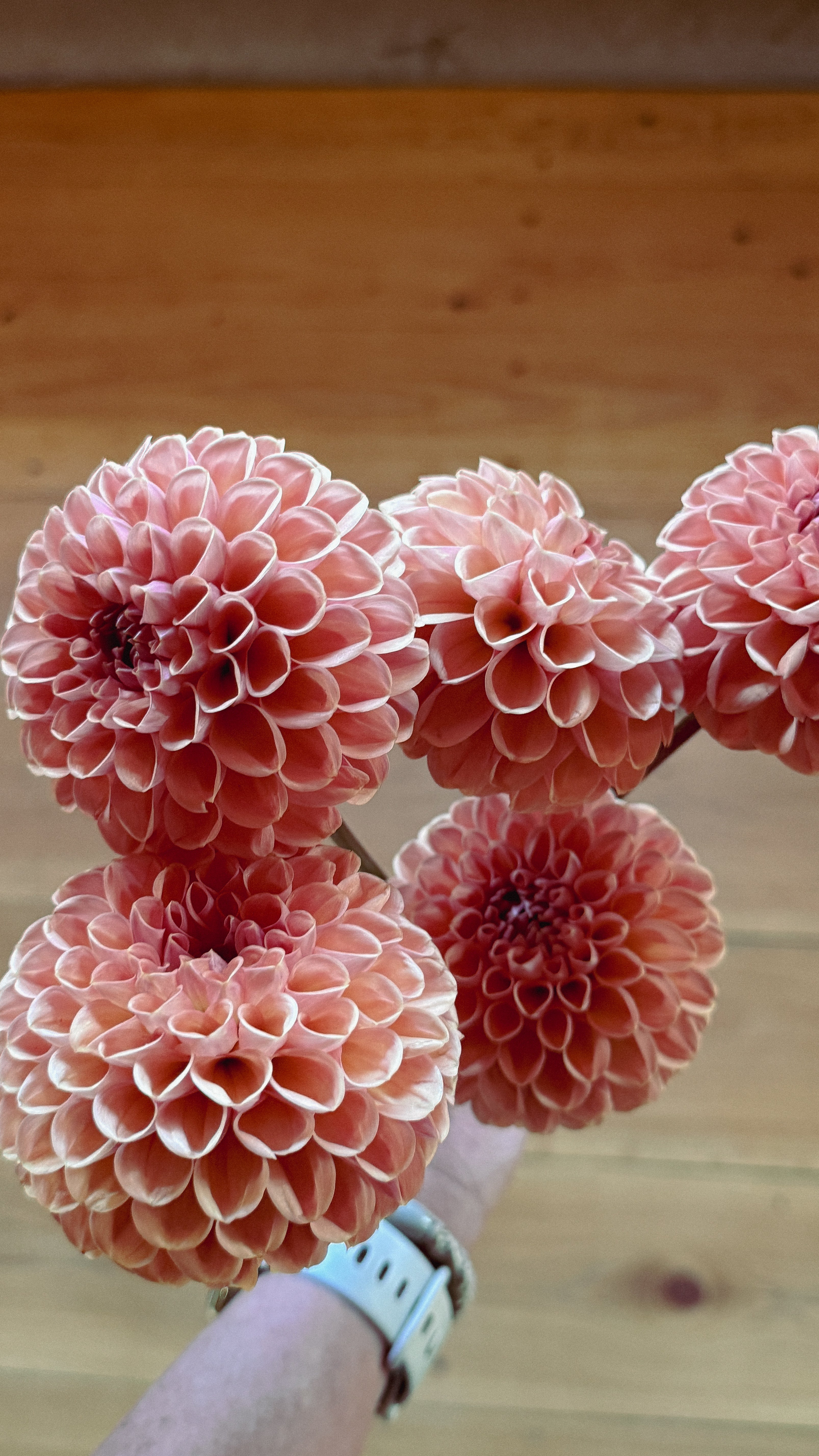 Bouquet of pink dahlias held by a person against a wooden background