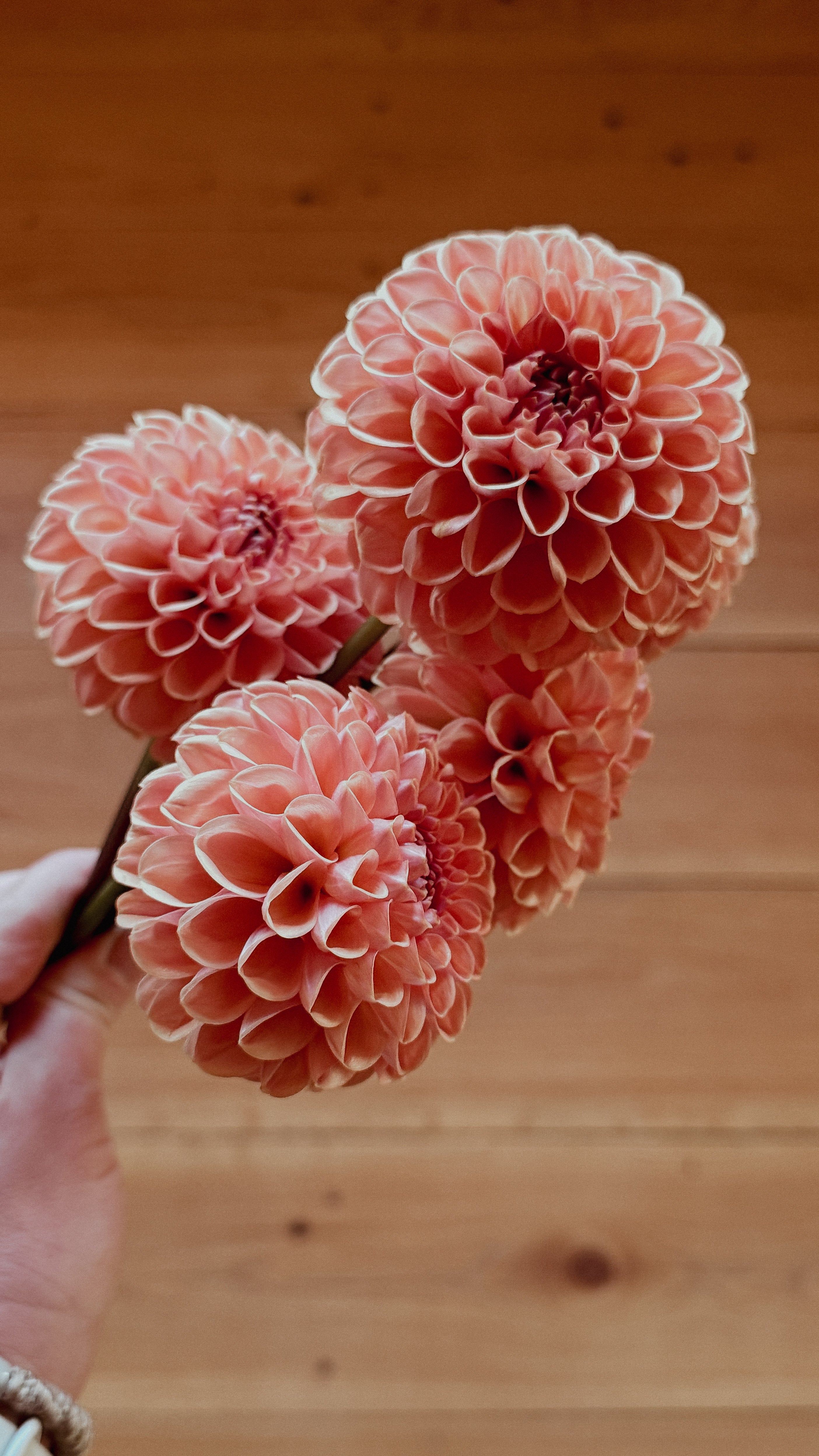 Three pink dahlias held against a wooden background