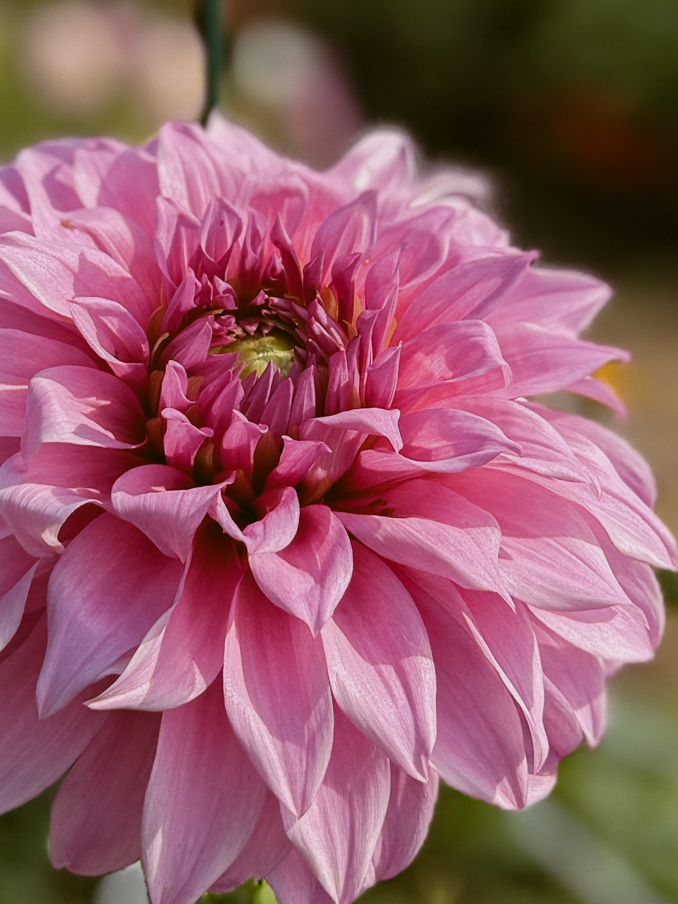 Close-up of a pink flower with a blurred background