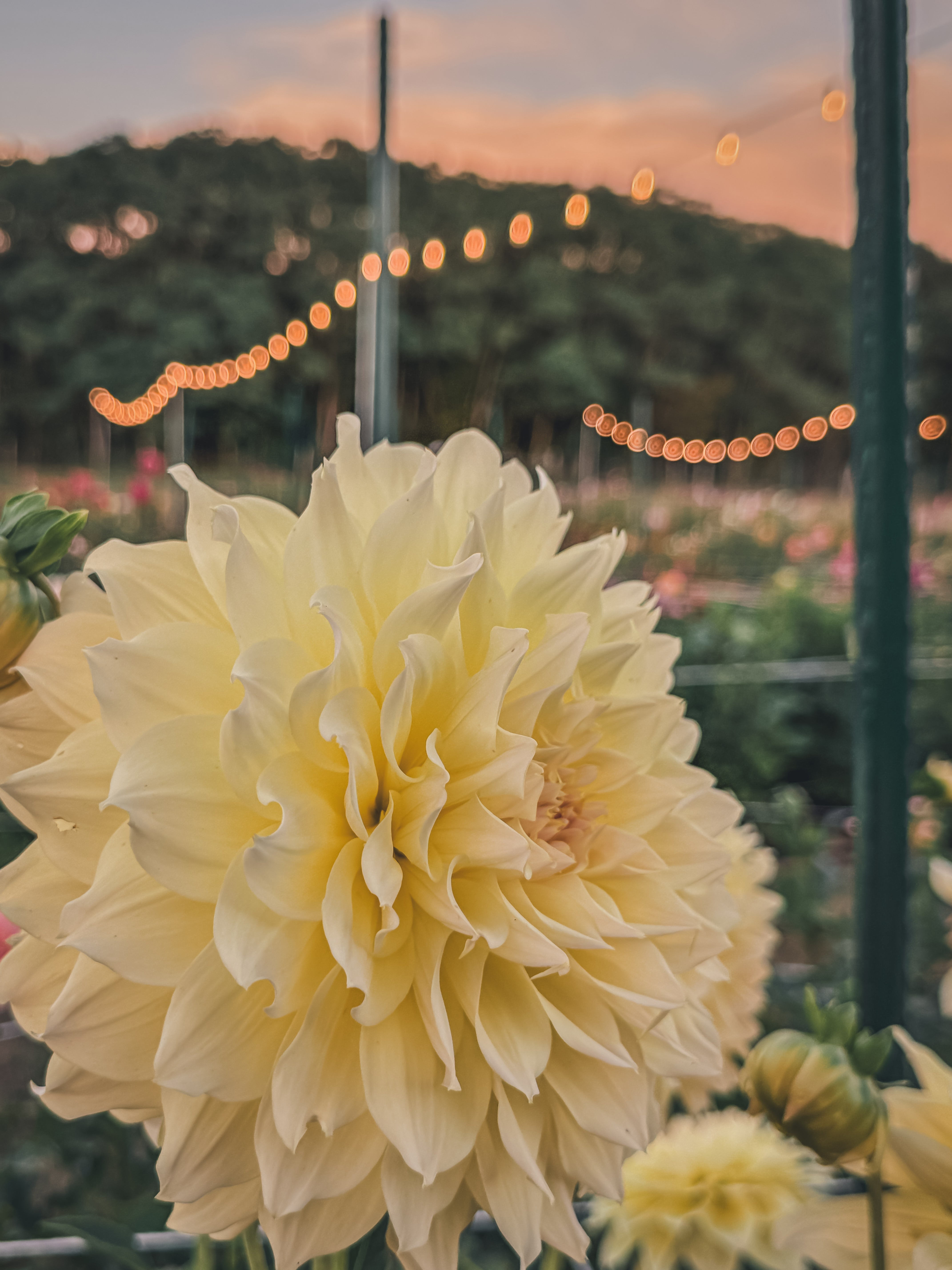 Large yellow flower with a blurred garden and string lights in the background