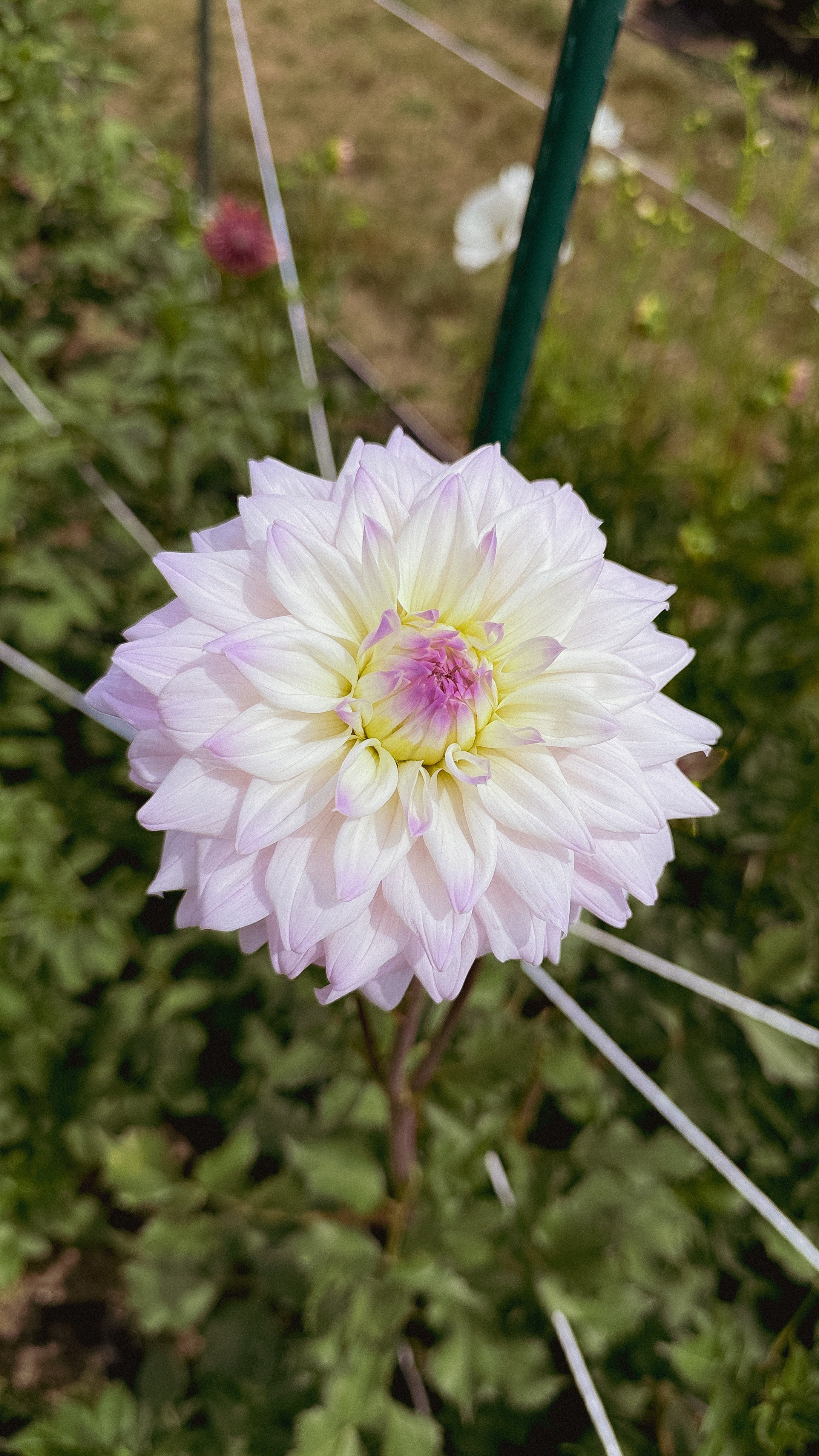 Pink flower with a green plant in the background