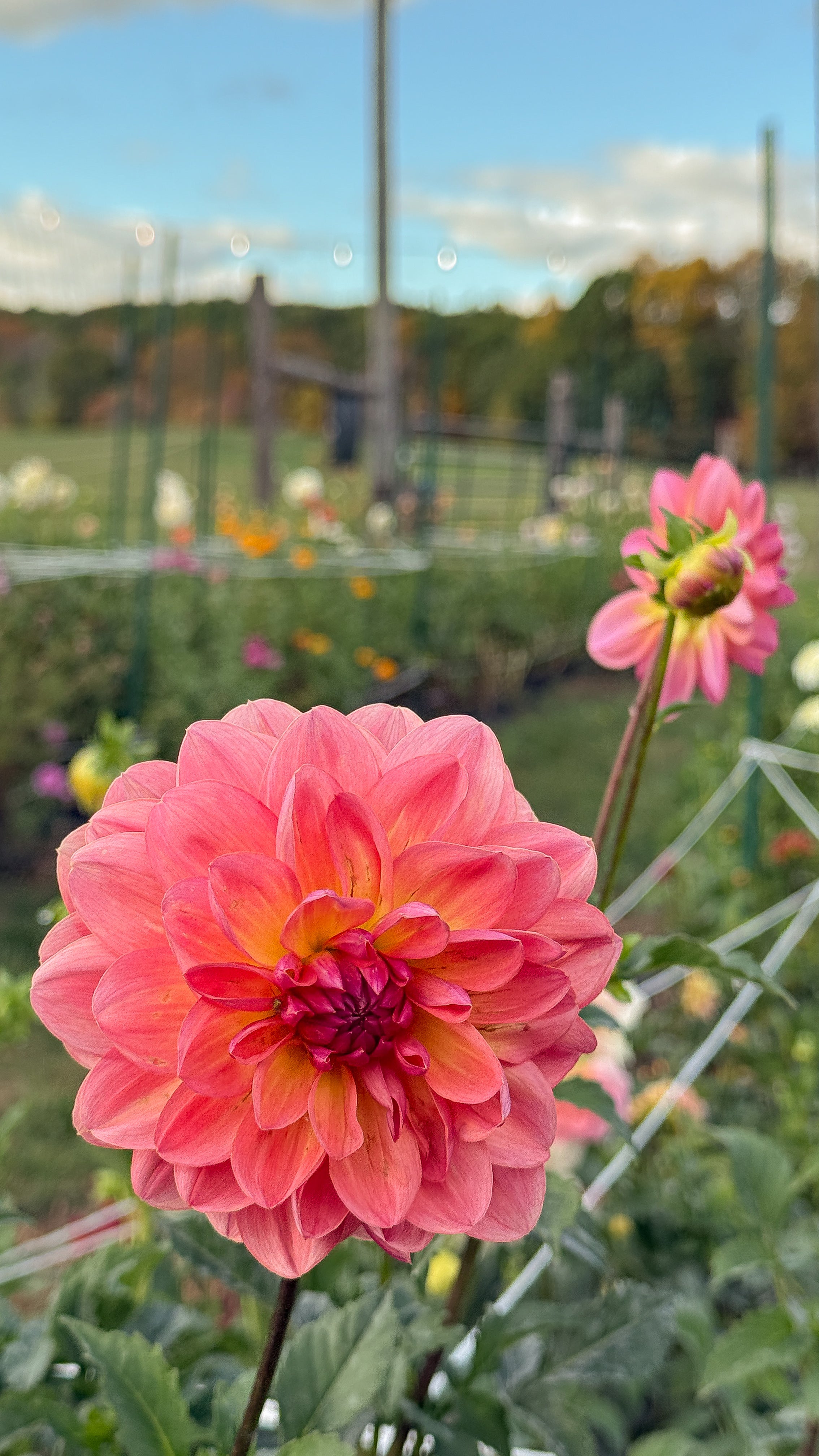 Pink dahlia flower in a garden with blurred background