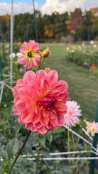 Pink dahlia flower in a garden with blurred background