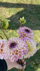 Hand holding a bouquet of pink and purple dahlias with grass in the background