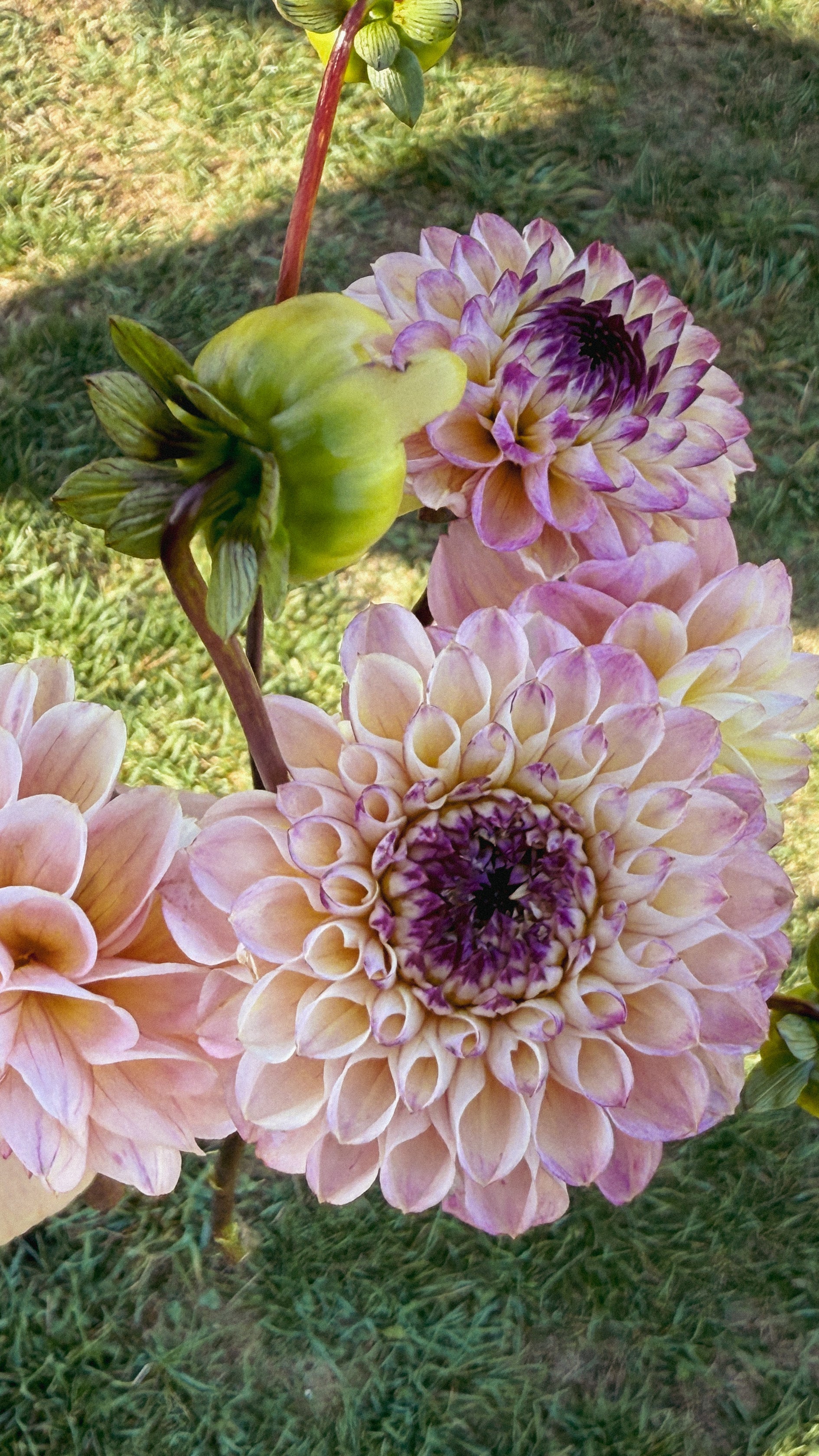 Close-up of pink and purple dahlias with green leaves on a grassy background