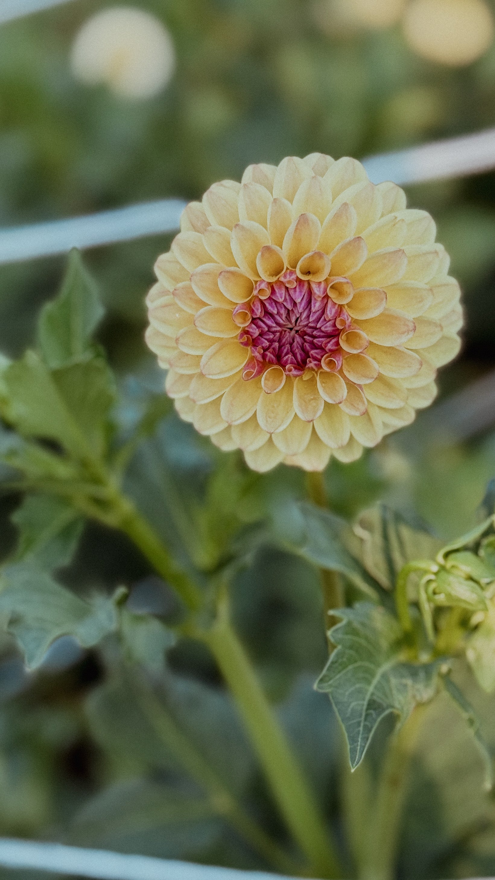 Yellow flower with a pink center on a green plant