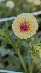 Yellow flower with a pink center on a green plant
