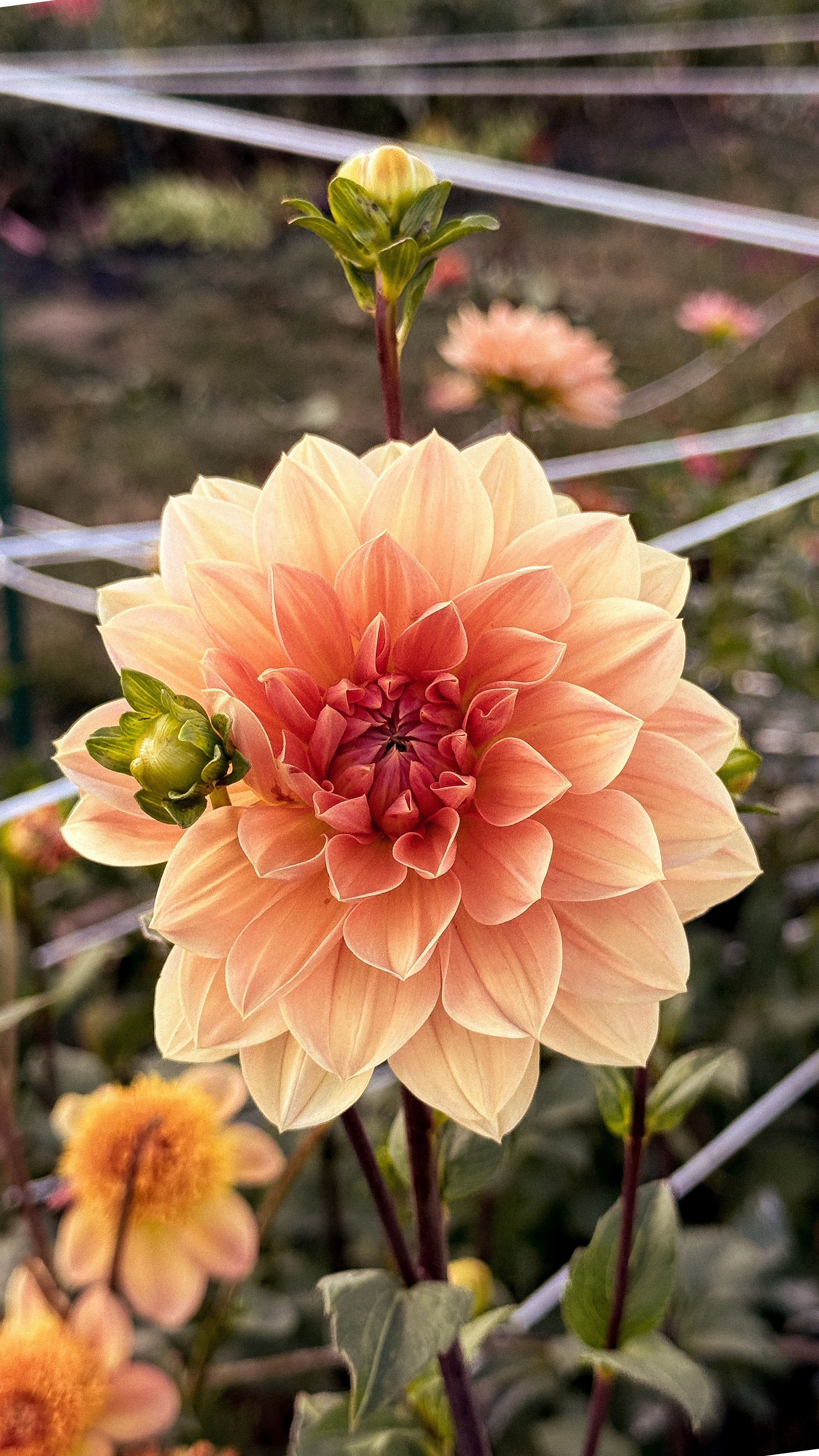 Peach-colored flower with a blurred garden background